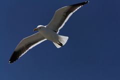 Möwen im Westcoast Naturepark in Langebaan Südafrika 4