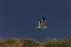 Möwen im Westcoast Naturepark in Langebaan Südafrika 5