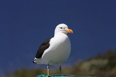 Möwen im Westcoast Naturepark in Langebaan Südafrika 6