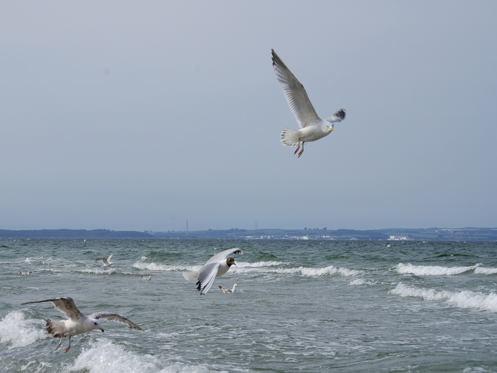 Möwen im Wind