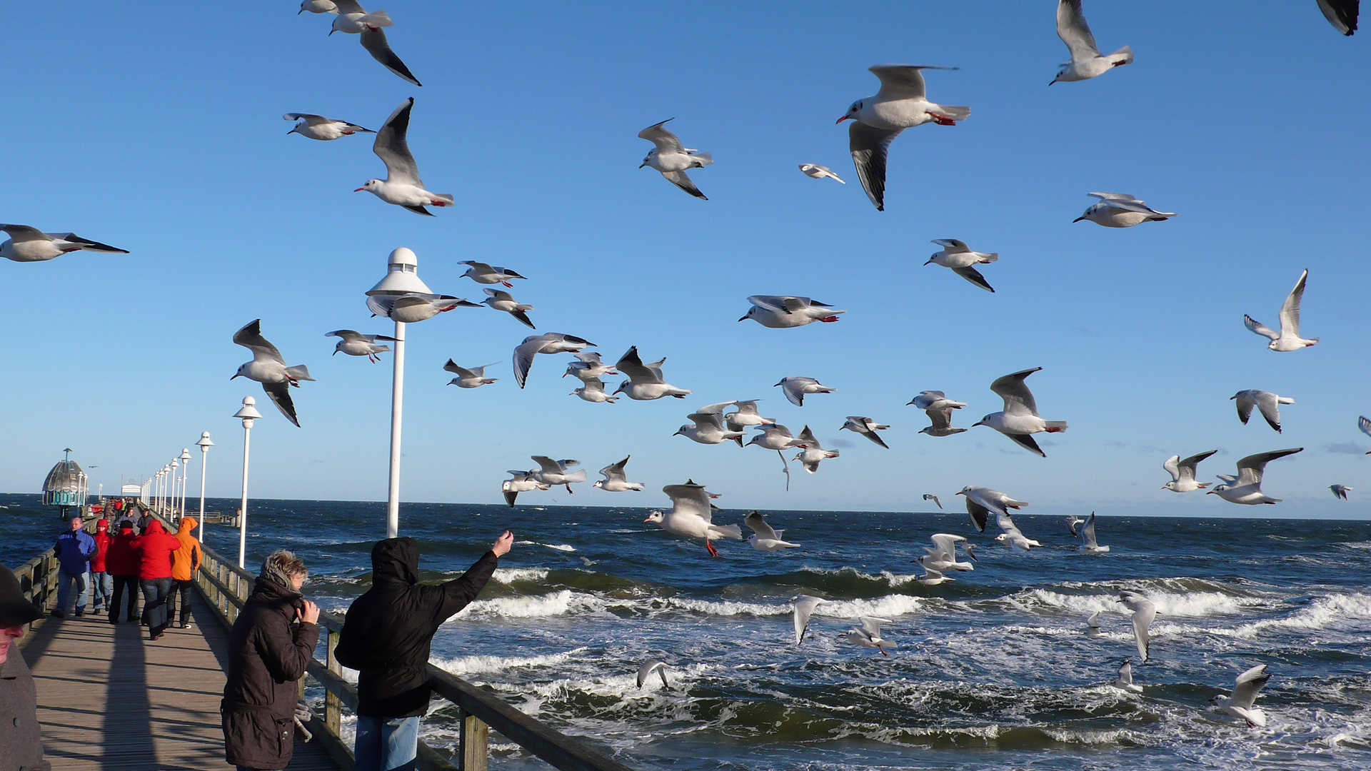 ...Möwen im Wind...