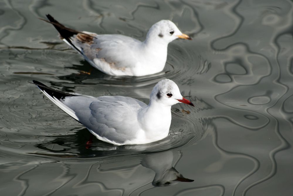 Möwen im Wörthersee