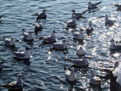 Möwen im Wörthersee