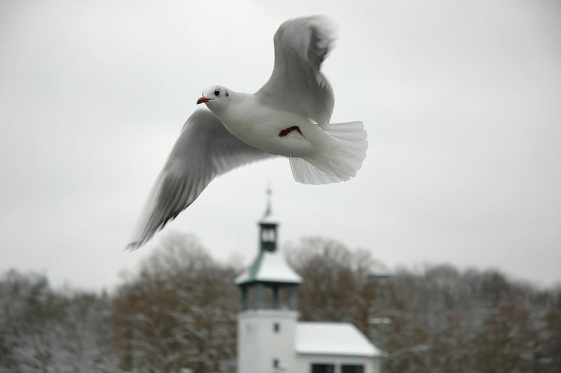 Möwen in Augsburg