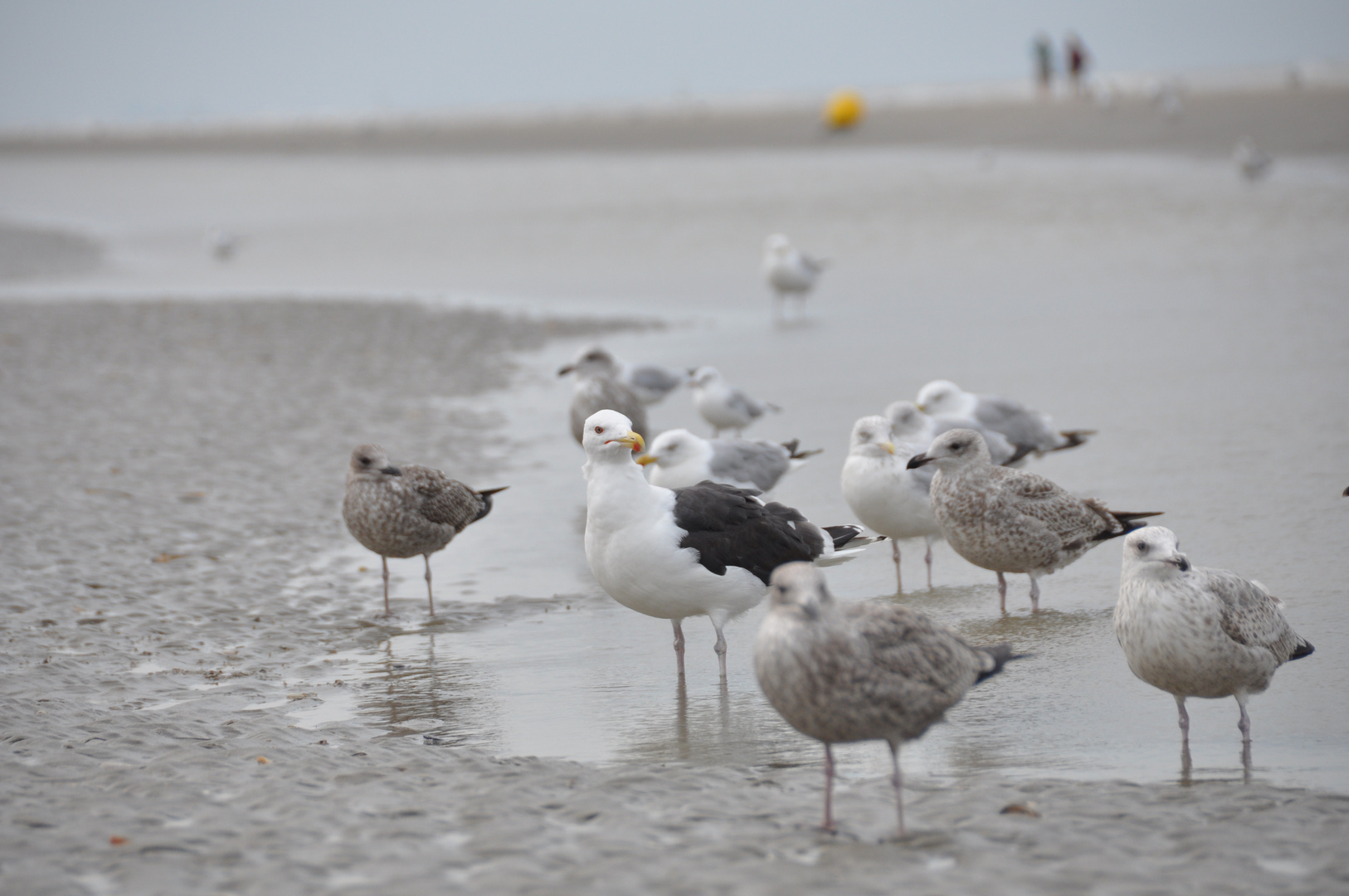 Möwen in Belgien