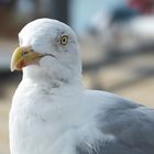 Möwen in Büsum an der Nordsee