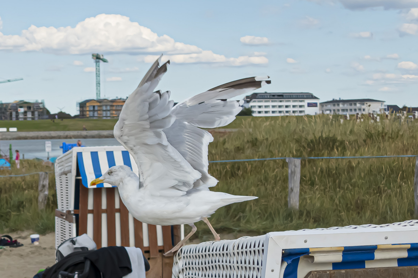 Möwen in Büsum an der Nordsee