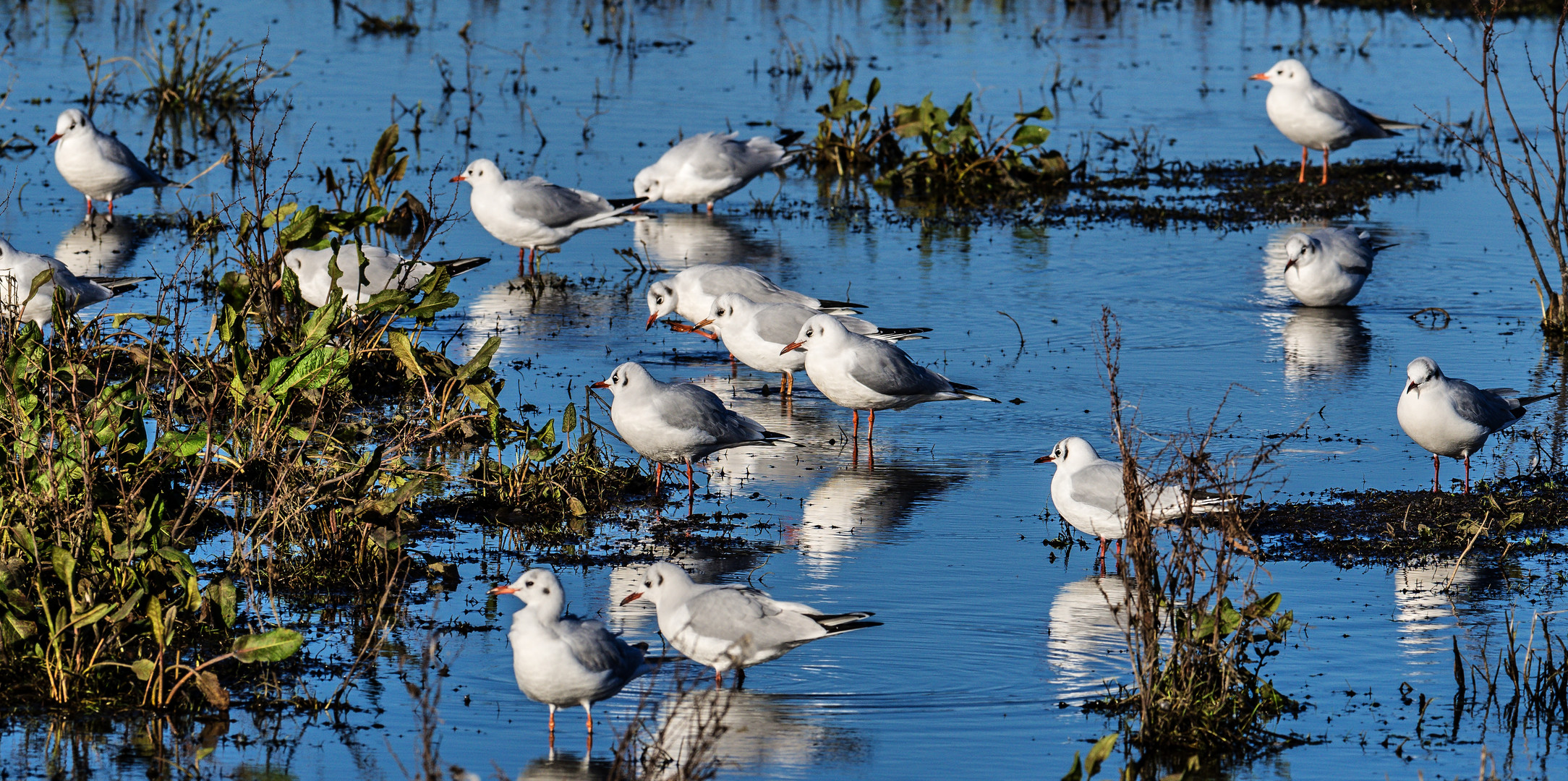 Möwen in 'Dødeå' am Brabrand See bei Aarhus, Dänemark