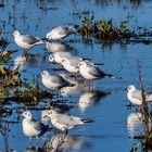 Möwen in 'Dødeå' am Brabrand See bei Aarhus, Dänemark