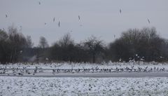 Möwen in den Rieselfeldern/Münster