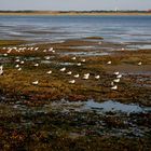 Möwen in den Salzwiesen von Wangerooge