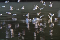 Möwen in der Abendsonne auf dem Main in Frankfurt