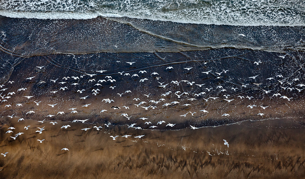 Möwen in der Brandung - Aerials Iceland #1034