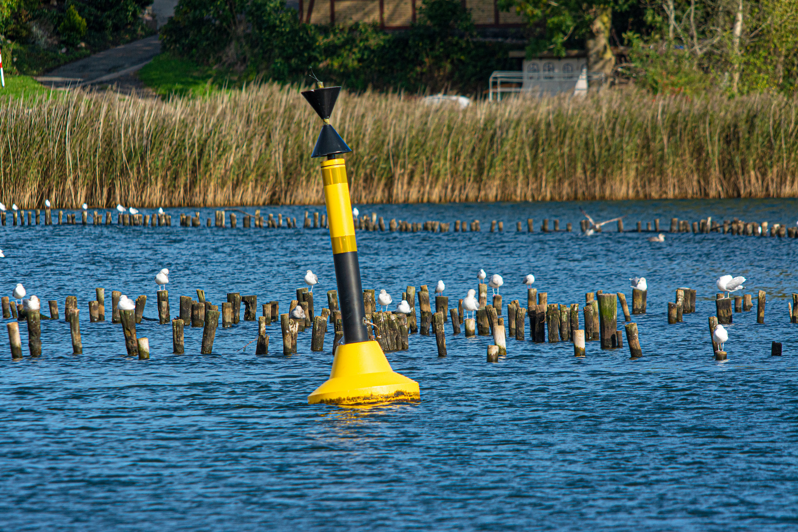 Möwen in der Kappelner Bucht / Schlei