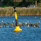 Möwen in der Kappelner Bucht / Schlei