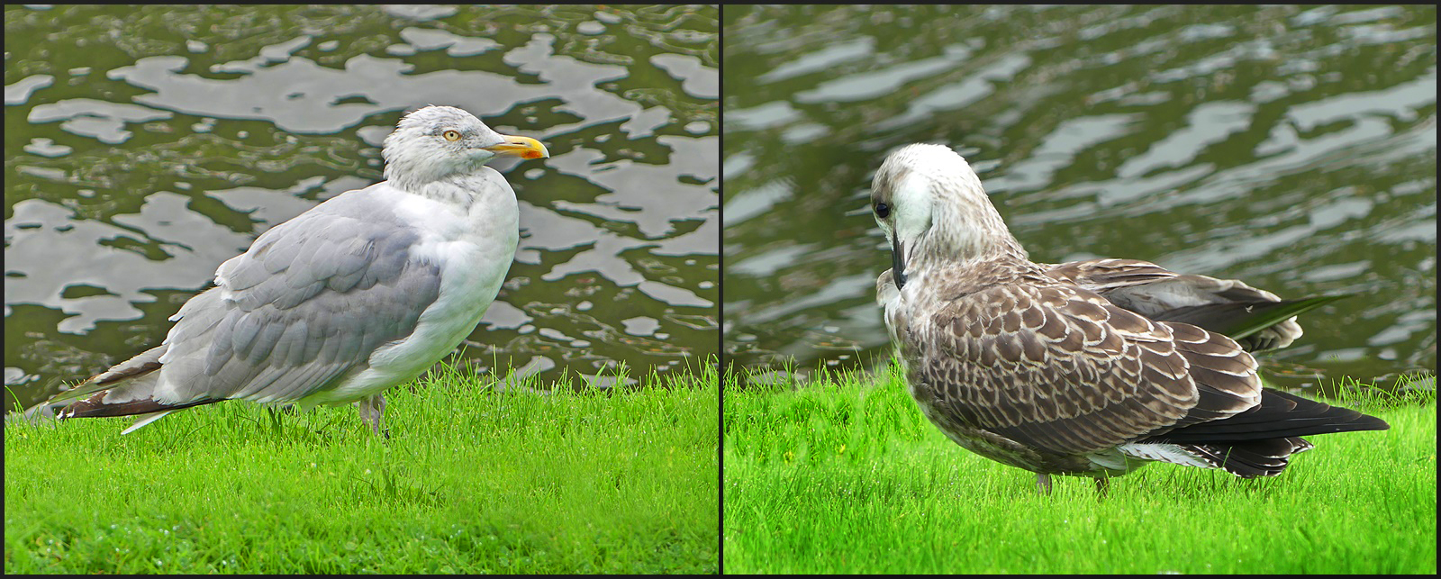 Möwen in der Stadt Bergen