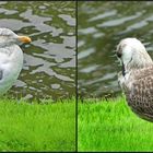 Möwen in der Stadt Bergen