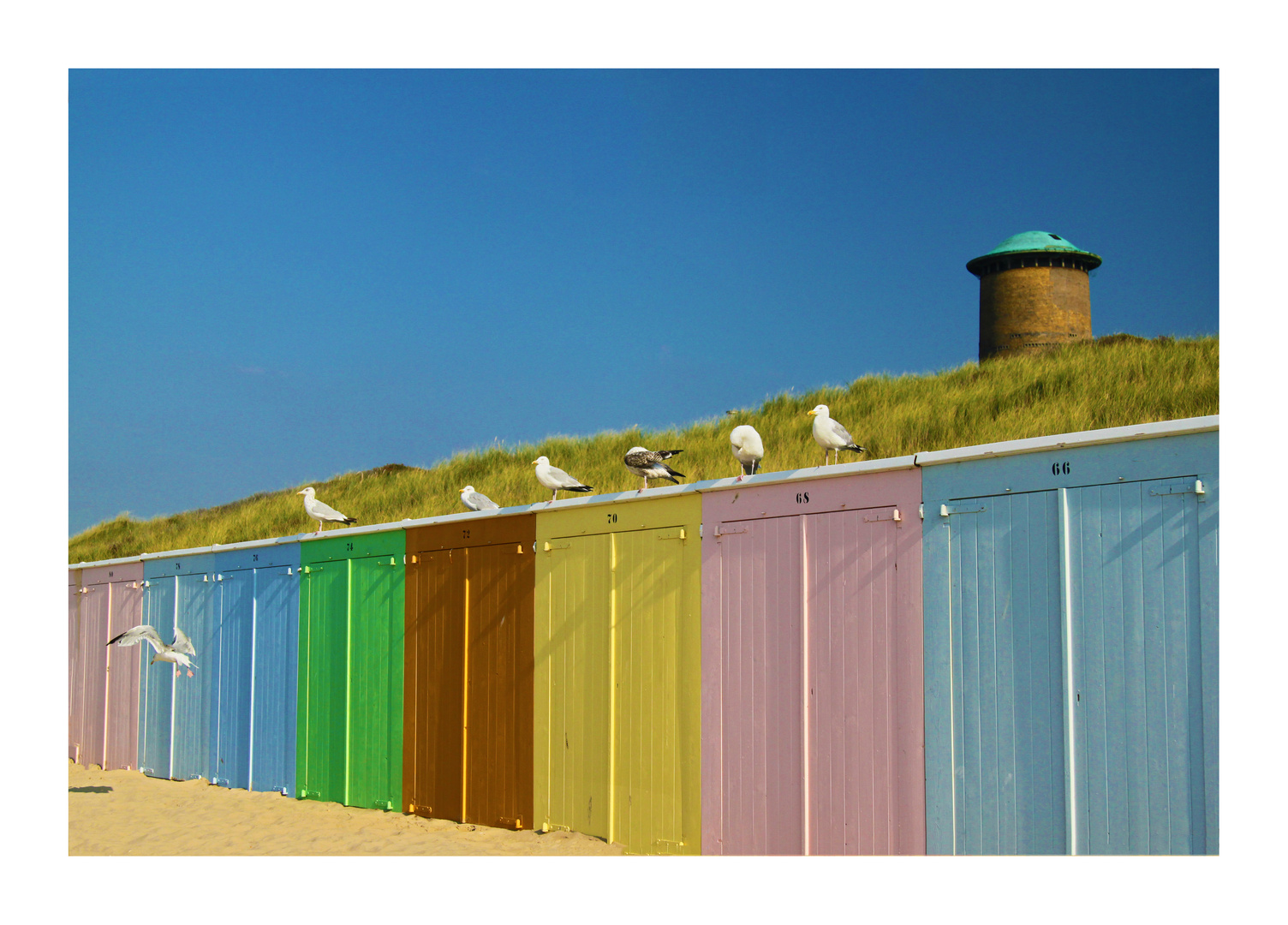 Möwen in Domburg