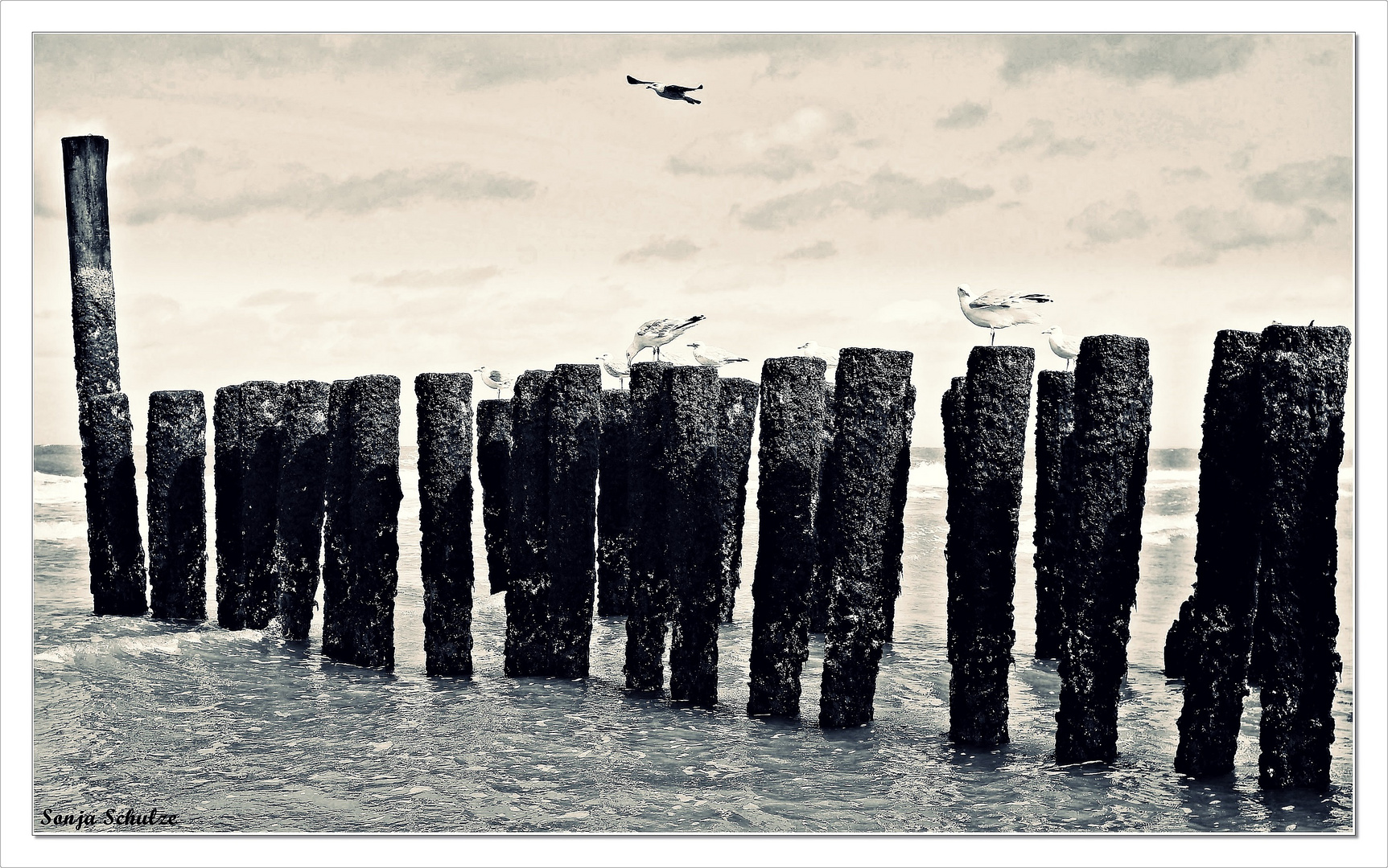 °° Möwen in Domburg - NL °°