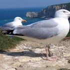 Möwen in Etretat