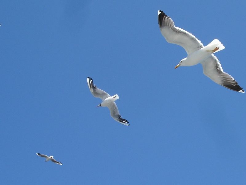 Möwen in Formation