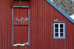 Möwen in Å i Lofoten