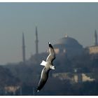 Möwen in Istanbul, Sultanahmet im Hintergrund