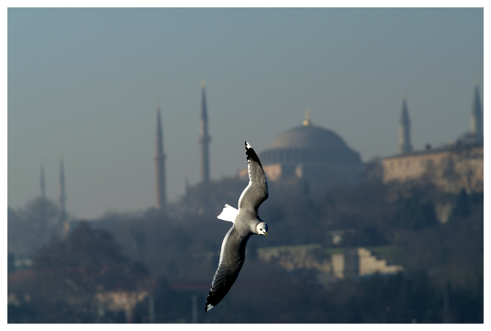 Möwen in Istanbul, Sultanahmet im Hintergrund