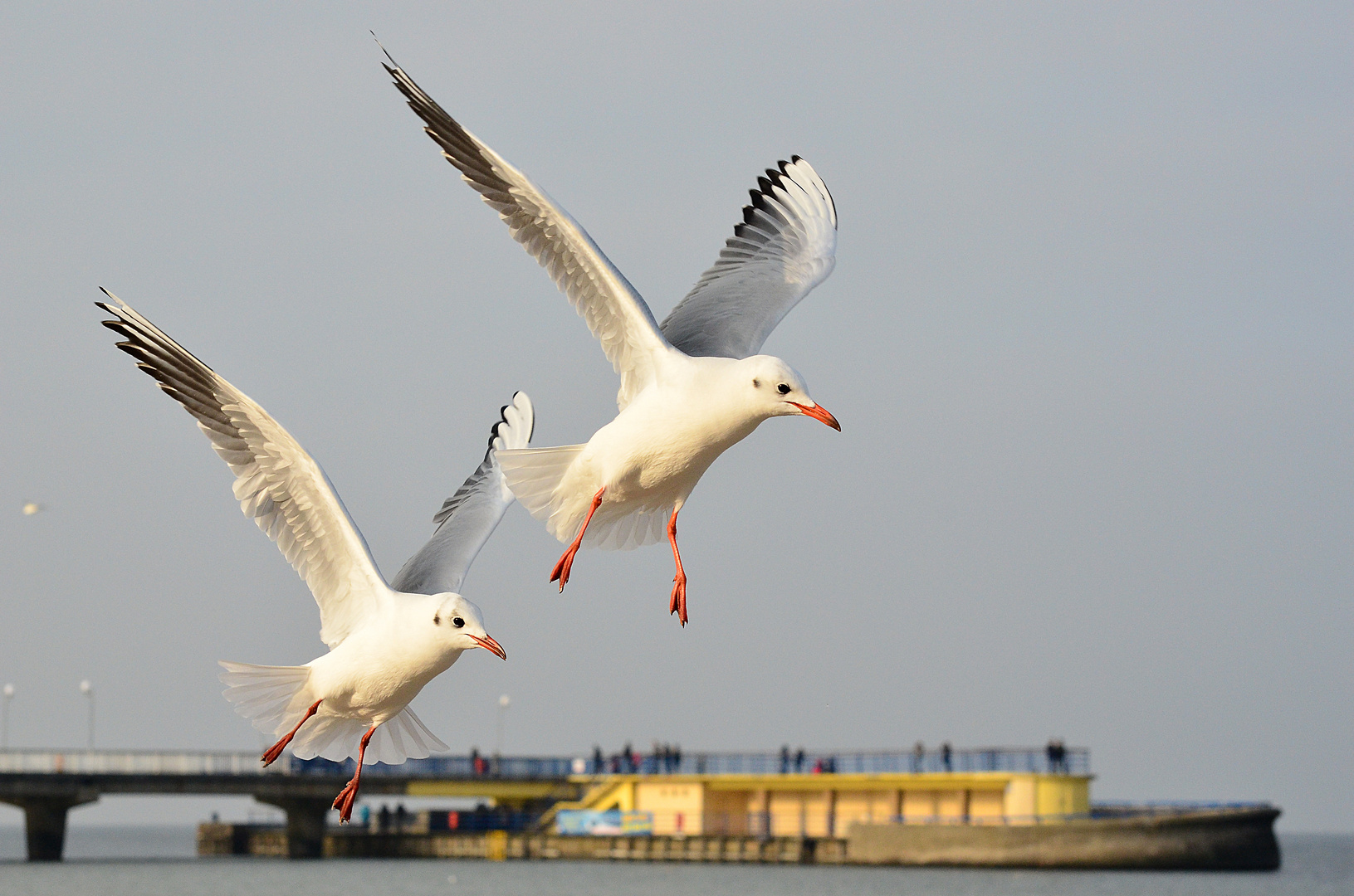 Möwen in Kolobrzeg