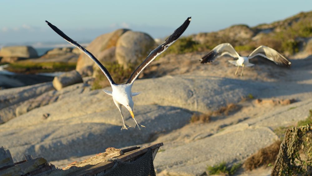 Möwen in Langebaan