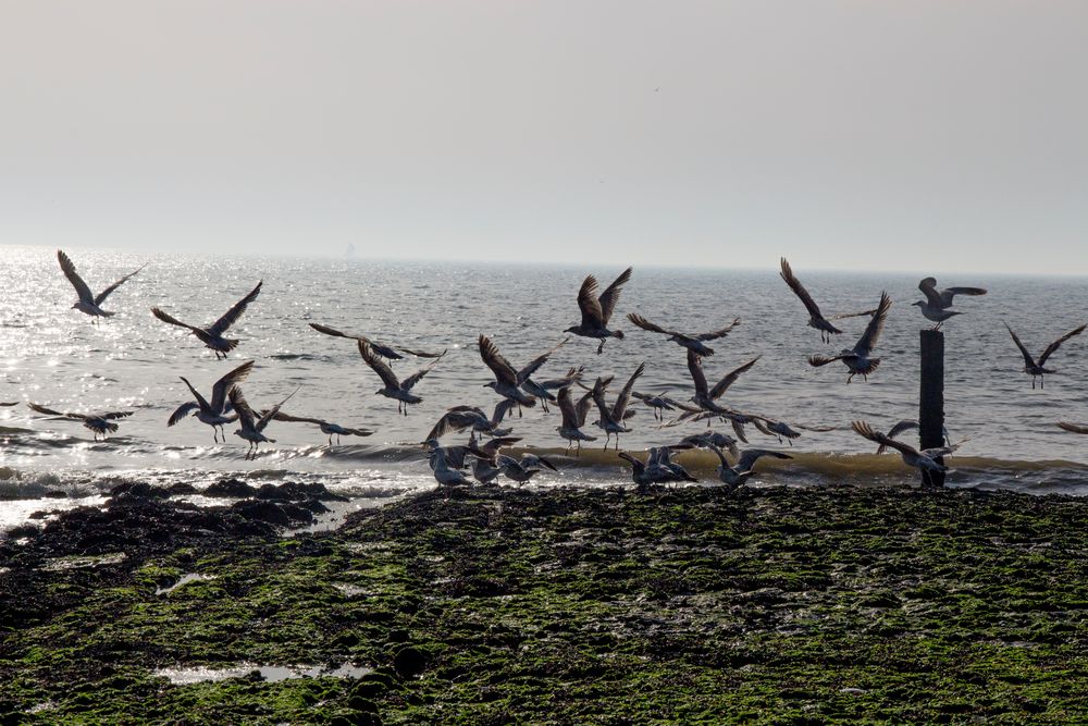 Möwen in Petten am Meer