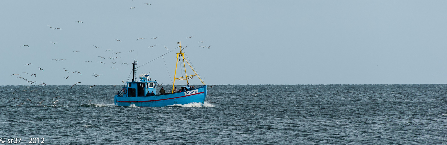 Möwe(n) in Sassnitz, Rügen