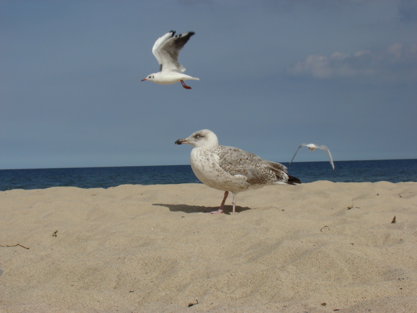 Möwen in Sellin am Südstrand