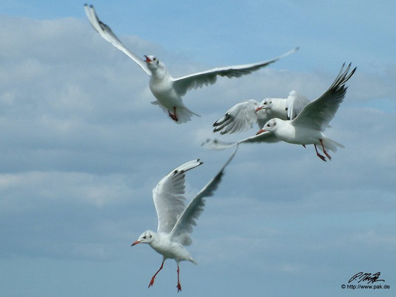 Möwen in Travemünde