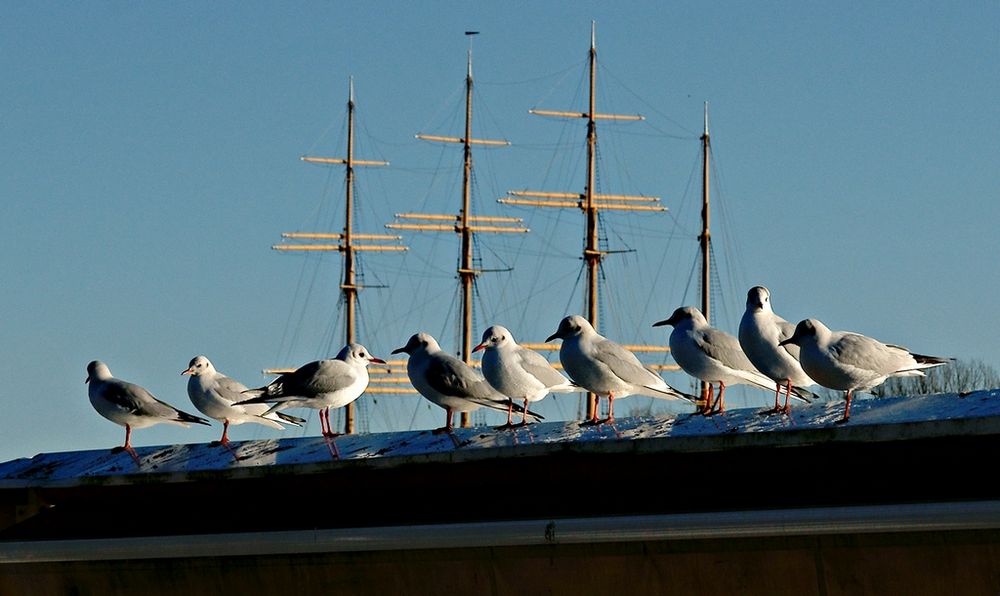 Möwen in Travemünde