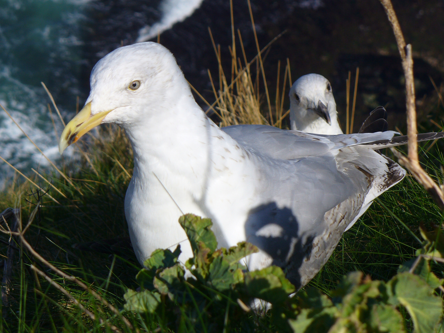 Möwen in Étretat