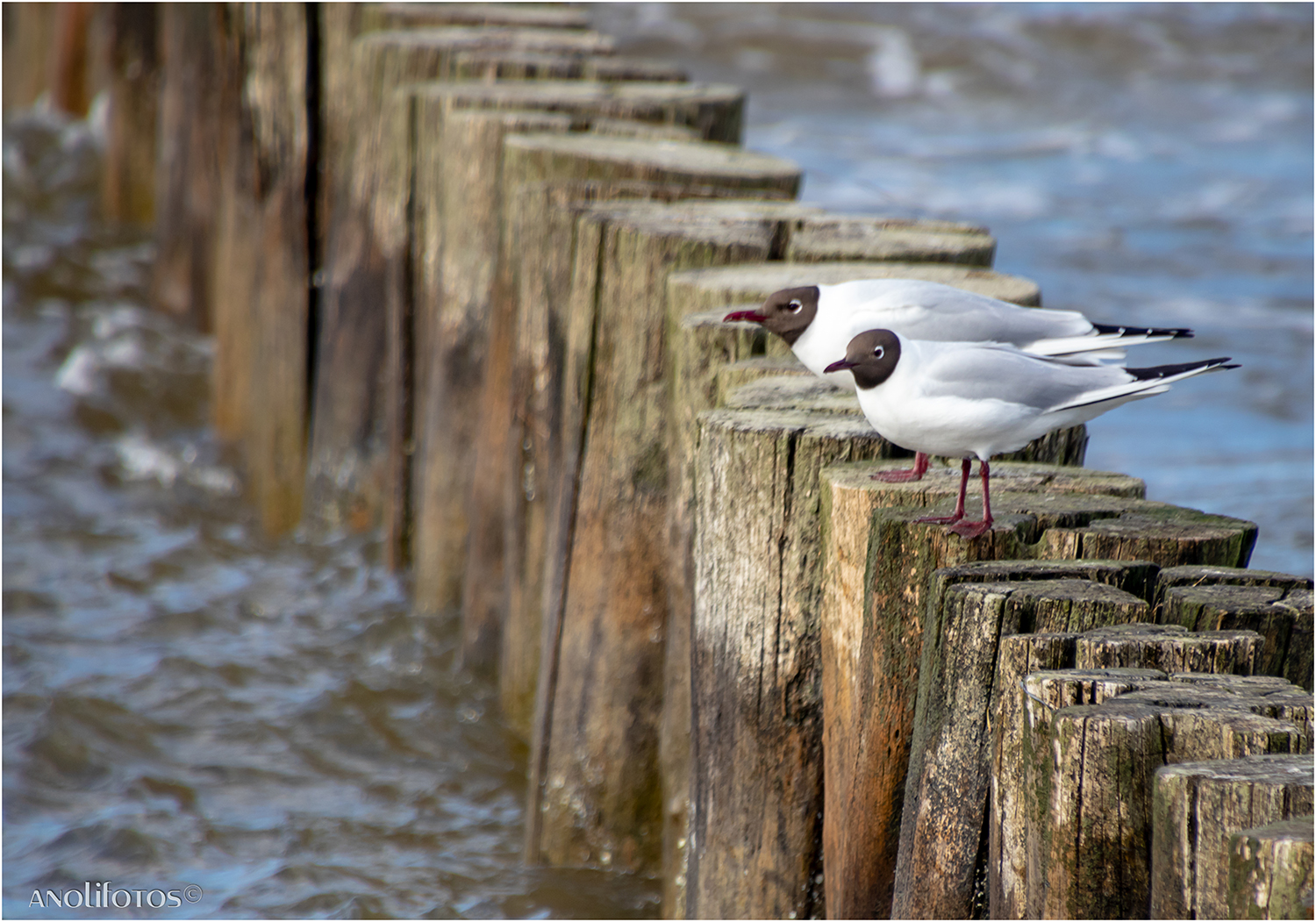 Möwen in Zingst