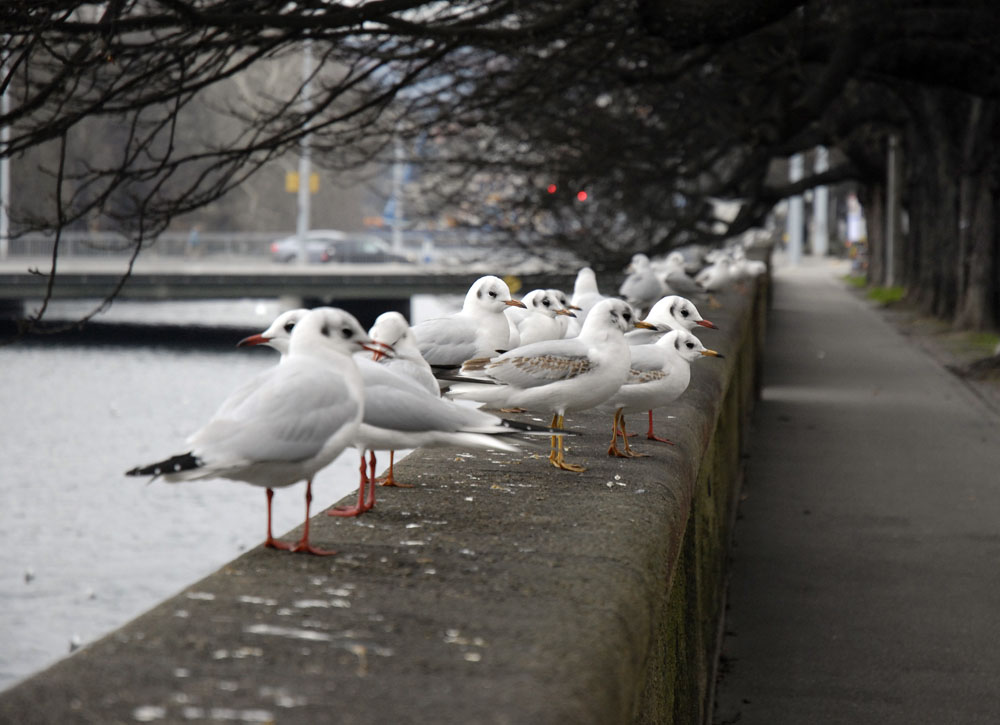 Möwen in Zürich