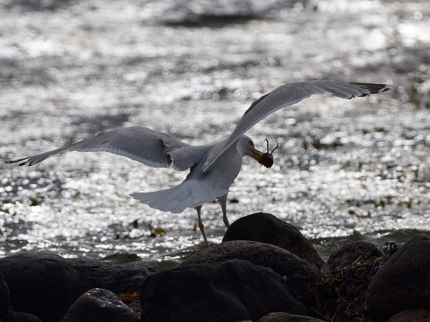 Möwen - Landung am Ostseestrand