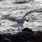 Möwen - Landung am Ostseestrand