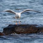 Möwen - Landung am Ostseestrand