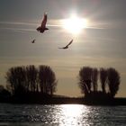 Möwen (Laridae) in der Januarsonne