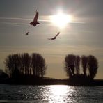 Möwen (Laridae) in der Januarsonne