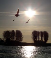 Möwen (Laridae) in der Januarsonne