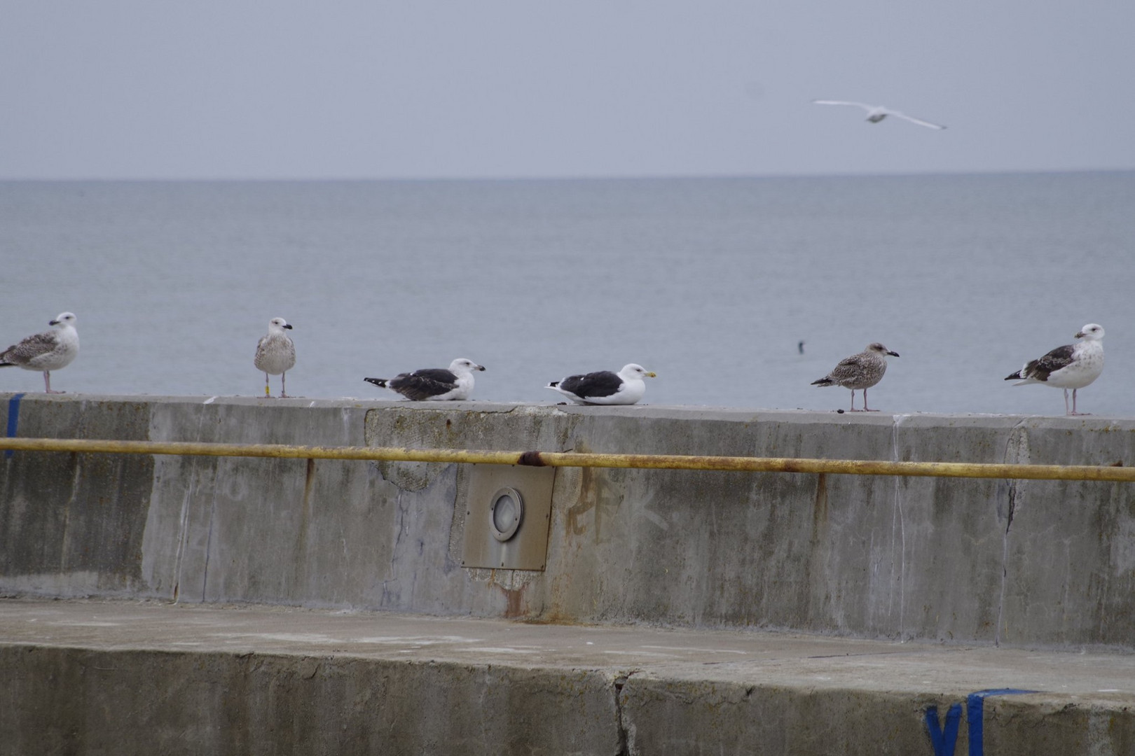 Möwen Larus Argentatus + Larus Marinus