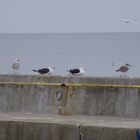 Möwen Larus Argentatus + Larus Marinus