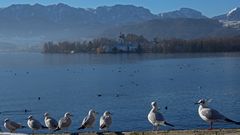 Möwen mit Schloss Ort