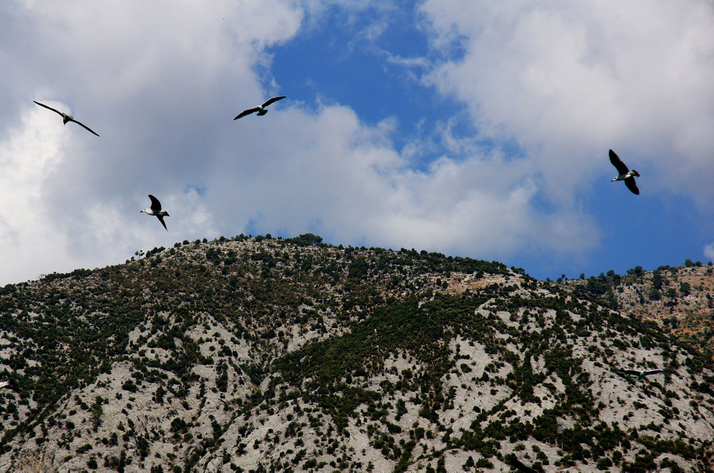 Möwen (Möven) in türkischer Landschaft