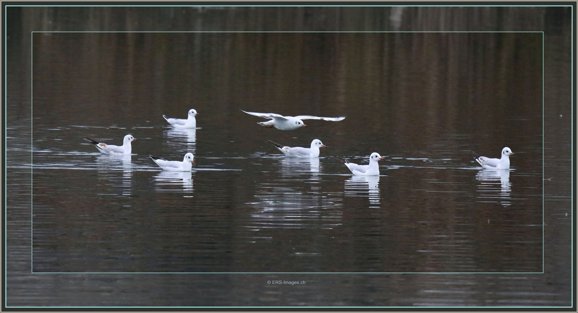 Möwen Mouettes Flachsee Rottenschwil 2022-11-28 008 ©