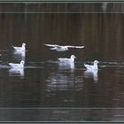 Möwen Mouettes Flachsee Rottenschwil 2022-11-28 008 ©